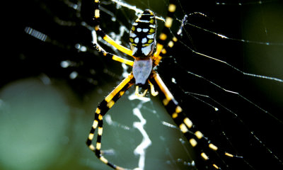 Garden spider