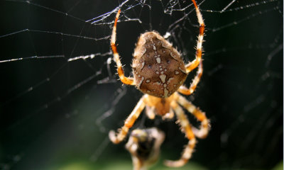 Brown spider