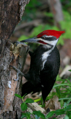 Pileated woodpecker