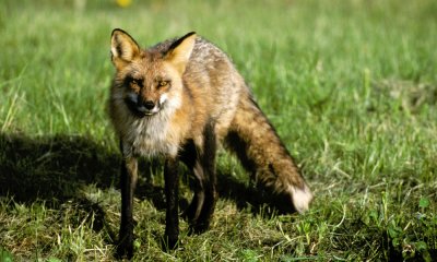 Red fox