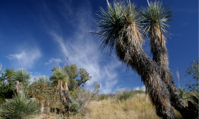 Yucca tree