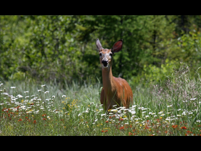 white-tailed deer