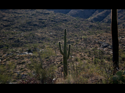 Saguaro NM