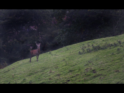 Red deer