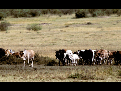 maasai cattle, Amboseli, Kenya