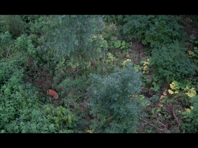 White tail doe