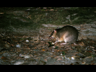 Bandicoot