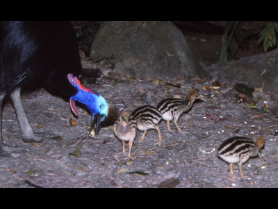Cassowary m with chicks