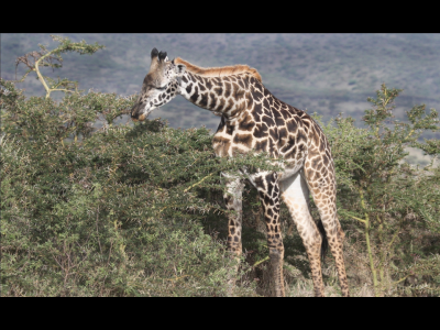 Masai giraffe