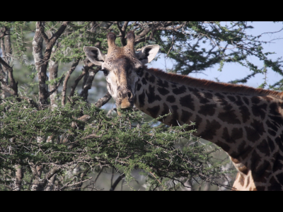 Masai giraffe