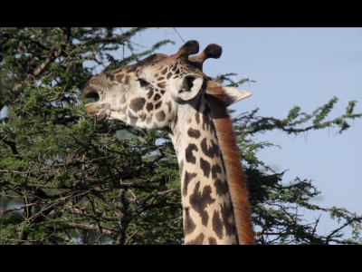 Masai giraffe