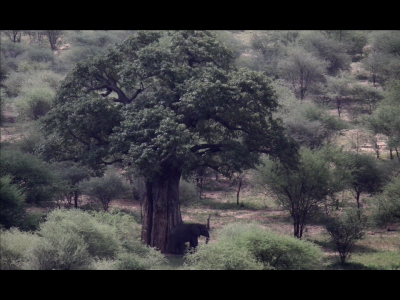 Elephant with baobab