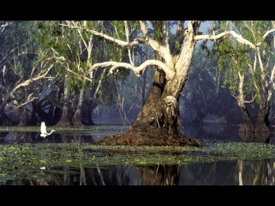 Kakadu NP, paperbark trees, Yellow River