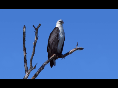 White-bellied sea eagle