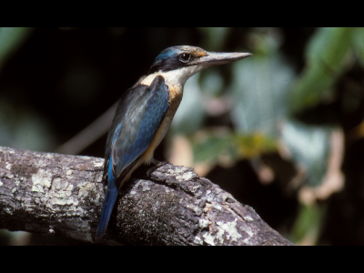 Sacred kingfisher