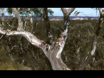 Eucalyptus tree spp.