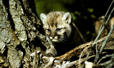 Cougar kitten