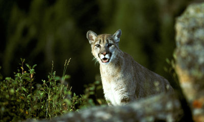 Cougar-11004.jpg