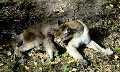 Cougar with kitten