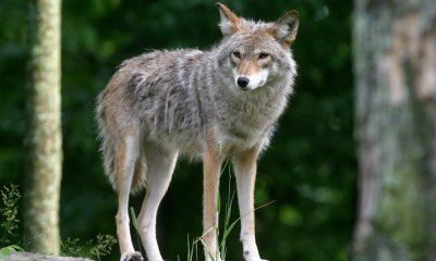 Eastern Coyote