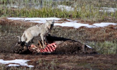 Coyote scavening bison