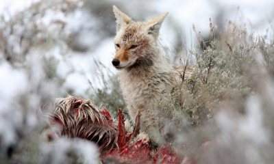 Coyote scavenging elk