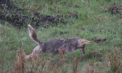 Coyote