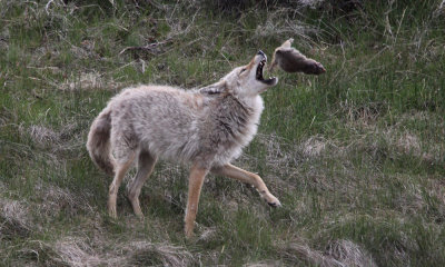 Coyote and groundsquirrel (2)