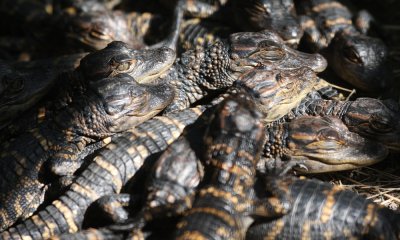 American alligator babies