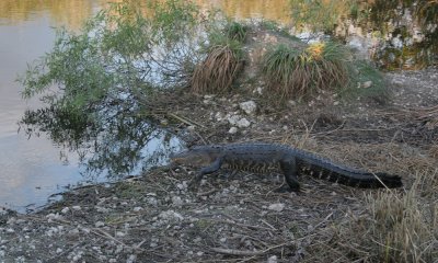 American alligator