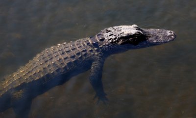 American alligator