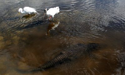 American alligator w wood stork and egret