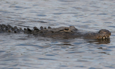 American alligator