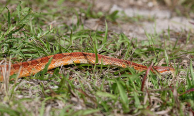 Corn snake