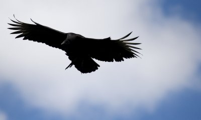 black vulture.