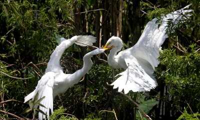 great egret