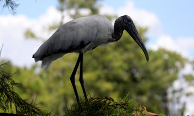 wood stork