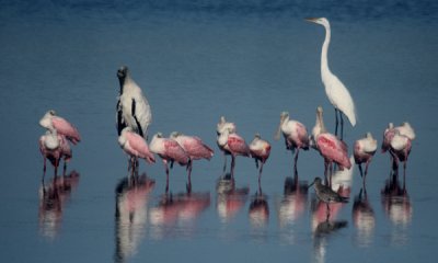 Pinks wood stork great egret