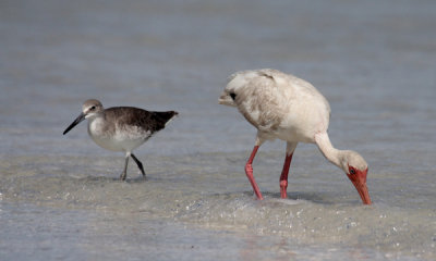Willet and white ibis