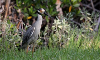 Yellow crowned night heron