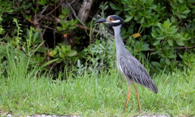 Yellow crowned night heron