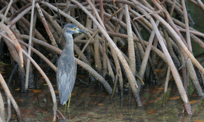 Yellow crowned night heron