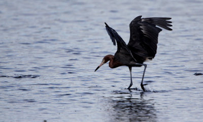 Reddish egret