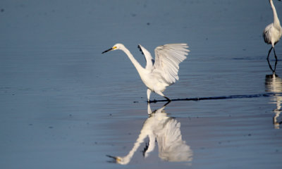 Snowy egret