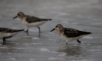 Sanderling