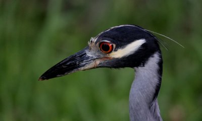 Yellow-crowned Nightheron