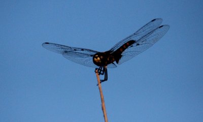 Dragonfly sp