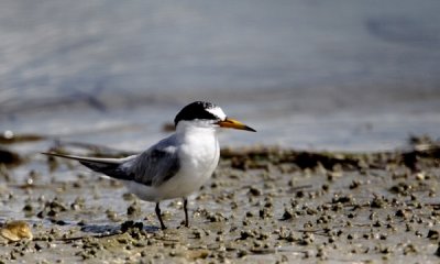 Least tern