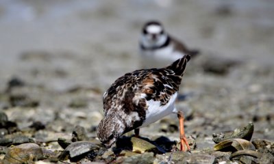Ruddy turnstone w Semipalmated plover