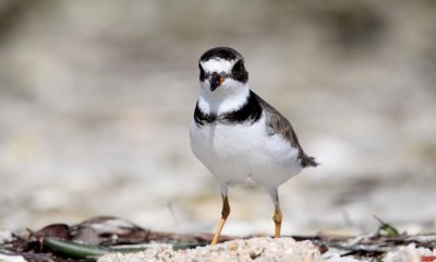 Semipalmated plover